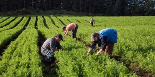 PEQUENO PRODUTOR: Projeto inclui agricultura familiar nas gôndolas de supermercados PEQUENO PRODUTOR: Projeto inclui agricultura familiar nas gôndolas de supermercados
