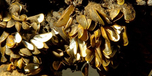Comissão da ALMG debaterá questão do mexilhão-dourado Comissão da ALMG debaterá questão do mexilhão-dourado