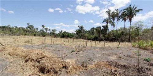 Veredas de Guimarães Rosa agonizam no interior de Minas Gerais Veredas de Guimarães Rosa agonizam no interior de Minas Gerais